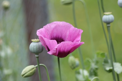 California Poppy